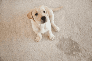 remove pet stains and odor in Fayetteville nc