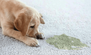 cleaning pet stains